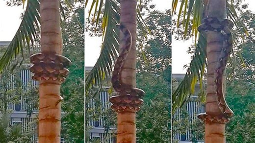 Oddly satisfying snakes climbing trees