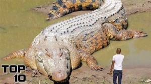 Top 10 Scientifically Impossible Creatures That Shouldn't Exist But Do | Most Amazing Top 10