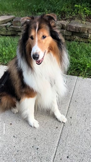 If you have a human that tries to rush your walky, you don’t have to deal with that nonsense. Follow me for human training advice! #petcontent #cutedog #cutepuppies #dogpack #colliesofinstagram #collietales #DogLife #tiktokdogs #doglover #colliedogsoftiktok #colliecoach #inspiringdogs #dogsvideo #newfriends