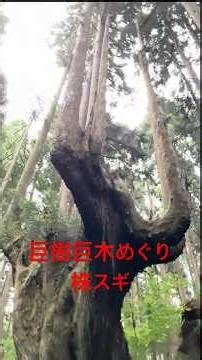 巨樹巨木めぐり 株スギの森
