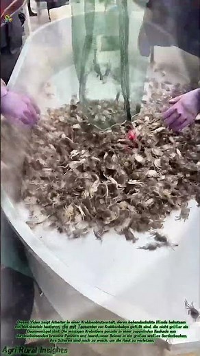Wie die Mitarbeiter einer Aufzuchtstation die kleinen Krieger der Aquakultur großziehen