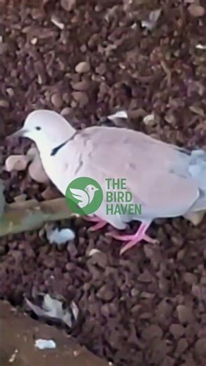 Relaxing Spotted Dove Moments | Exotic Bird Short 🕊️🎶