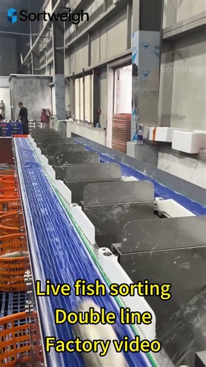 Video of live fish weight sorting production line operation in 2026.#sortingmachine #weightscale