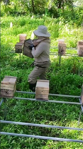 Bee