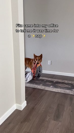 The Ultimate Nap King: Red Heeler and Australian Shepherd Mix