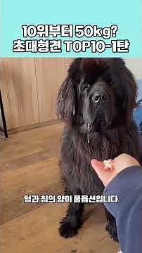 10 World-Class 'Giant Dog' Breeds That Would Make Even a Tiger Run Away (Part 1) 🐕🔥 #Dogs #Animal...