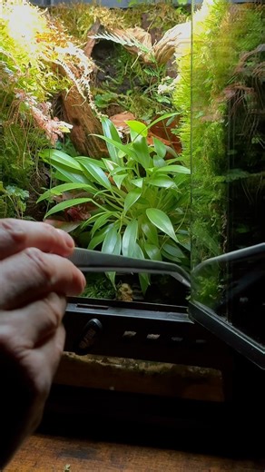 Ein Jahr nach dem Start läuft dieses @Exo Terra Nano Terrarium weiterhin stabil #terrarium #nano