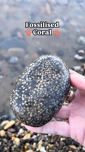 Here is a piece of fossilised coral that I found on the Yorkshire Coast 😀🌊🪸💫 #fossils #fossil #ammonite #ammonites #coral #ancient #curiosity #nature #photography #natural #history #naturalhistory #jurassic #coast #jurassiccoast #beach #stones #rocks #sea #sand #maryanning #dinosaur #palaeontology #geology #dorset #charmouth #charmouthbeach #lymeregis #yorkshire #fascinatingfossils | Fascinating Fossils