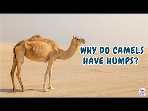 Why Do Camels Have Humps? | Learn with Noah | Fun Learning for Kids 🐫☀️