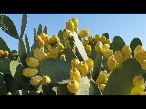 Cactus Fruit Planting & Harvesting Process