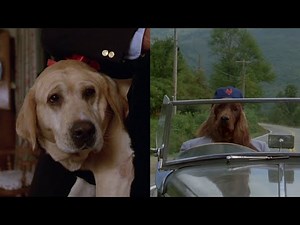 Funny Farm | Dog & Yellow Dog