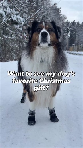 AIR PUP® on Instagram: "It’s on Winston’s list every year. 🥰 Winston loves the snow but hates the discomfort of extreme cold and ice salt on his paws. He is wearing Air Pup dog boots to protect his paws from cold temperatures, ice salt, sharp ice, and snow. Check out our profile for more. 🐾🥾"