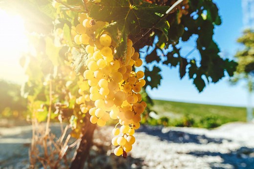 Semillon — A Guide to the Basics