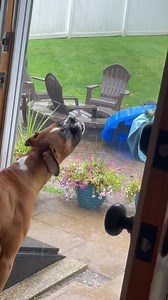 234K views · 10K reactions | Well this is a fancy hydration station. | Wrigley, Bauer, Kobe, and Sophie Boxer | Facebook