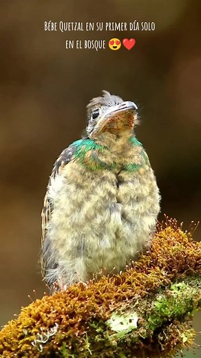 Descubre el Quetzal en su Hábitat Natural