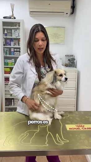 Cuidado las articulaciones de tu mascota #auxiliarveterinario #esterilización #perros #mascotas