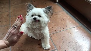 2.6M views · 2.7K reactions | A cute little puppy trying to do high...