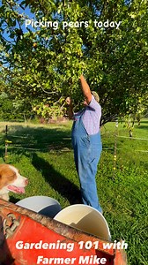 4.1K views · 133 reactions | The Moonglow pear , we will freeze until winter , then make our pear honey , #jamsjelly we appreciate y’all. | Gardening 101 with Farmer Mike | Facebook