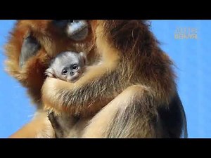 Images rares : naissance historique d’un bébé singe doré à Beauval 🐒