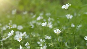 Chickweed stellaria. Beautiful white spring flowers grow in clearing in the wood. Sun shines on flowers