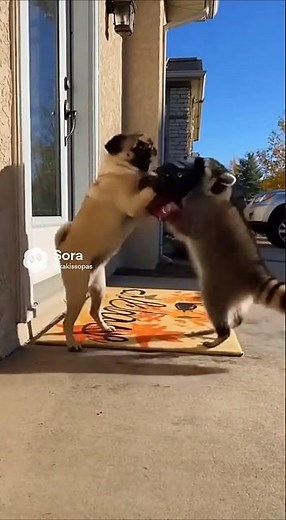The Ultimate Front Porch BATTLE (Pug vs. Raccoon) 🥊#ai #funny #meme #viral #animals #dog #fypシ