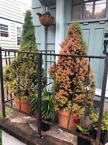 Ask an expert: Conifers in containers need special care