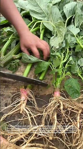 Fresh homegrown amaranth looks good！🥬