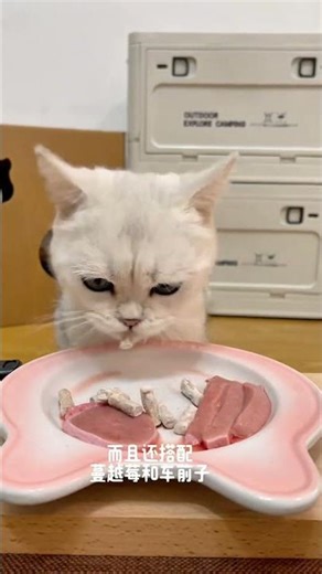 cats eat meat and some extras on the menu | asmr #cat #cats #shorts