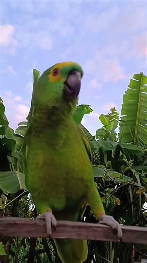 twinkle little star ⭐ #birds #pet #parrot #singing