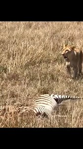 Best Animal Planet on Reels