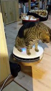 Cat Loves Riding on Roomba || ViralHog
