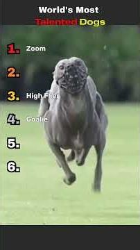 Ranking The World's Most Talented Dogs Ever 🐶🔥