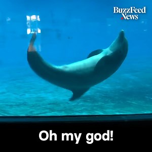 4.3M views · 347K reactions | The dolphin surprised everyone when it copied a man doing cartwheels  | BuzzFeed Animals | Facebook