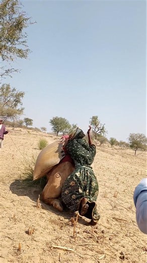 🌵 امرأة على ظهر جمل تفاجأت بالجمل فجلس فجرتها تسقط!