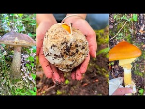 Relaxing Mushroom Foraging in the Forest – Natural Sounds & Calm Nature