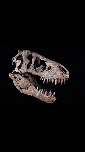 🦖 HOW TO STORE FOSSILS PROPERLY! 🦴 Keep your fossils looking amazing for years with these quick tips: 🌡 Environment: Cool & stable (60–75°F), humidity 40–55%. 🚫 Avoid sunlight, heaters, and damp areas. 🤲 Handle with clean hands or gloves — always support from underneath. 📦 Wrap in acid-free tissue or bubble wrap, and use archival boxes (not wood). ☀️ Display away from sunlight with UV glass protection. 🔒 Fragile fossils? Seal with silica gel packs to control moisture. 💎 Learn more: prehi