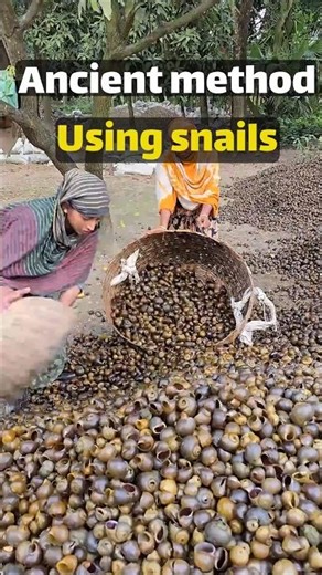 How Ancient Civilizations Made Super Lime From Shells