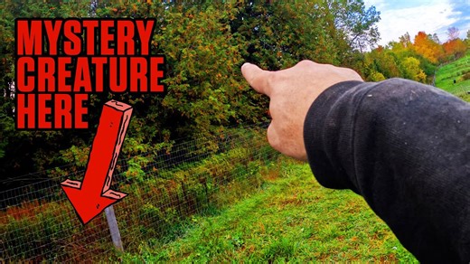 Discovering an unexpected animal living in the woods nearby