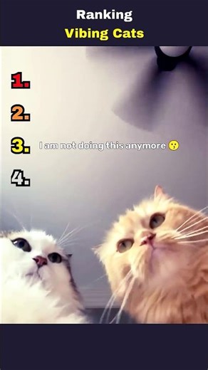 😺✨ Vibing Cats #catlife