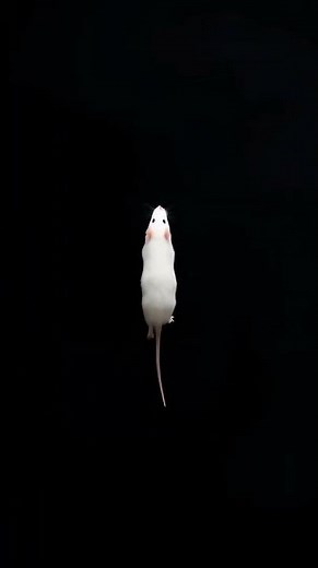 Funny Mouse Hunt 🐾 Games for Cats