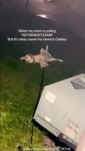 Oakley The Dog REFUSES To Come Inside At 2AM 😂 #dog