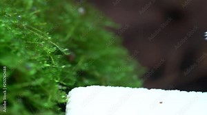 Super crystal red (Santa) freshwater shrimp grazing on healthy aquatic moss in aquarium