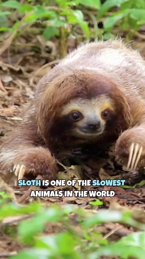 Sloth: The Slowest Mammal On Earth