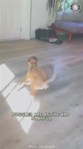 Puggle_The_Pug_ _Beagle_Crossbreed #underwaterlife #underwaterworld #animallover #animals #animalrescue | The Creatures