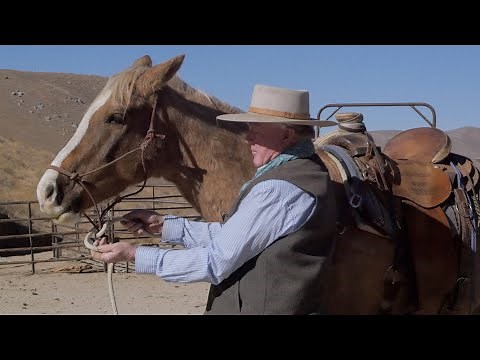 How I would teach a colt to turn and back