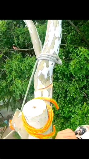 6.9K views · 47 reactions | The lyptus tree was cut down because it was dangerous for the house #fbreels #trees #cutting #cuttingskill #treeremoval #roberttreecutting #treeservice #viralreels #robert_climber #skills #working #treeworker #hardwork | Robert Climber | Facebook