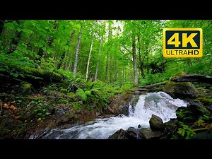 Forest Background 4K (10 HOURS). Natural sounds of nature: birds and the sound of water (NO MUSIC)