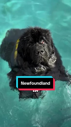 Introducing Newfoundland Dogs: Gentle Giants of the Breed