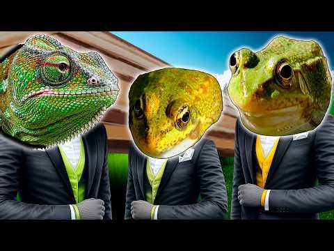 FROG COFFIN DANCE 🐸⚰️ Chameleon Beat (FL Studio Project / OBS)