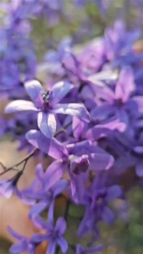 Tocos e Cia on Instagram: "💙 Flor de São Miguel (Petrea volubilis) 💙 Nativa do Brasil, essa planta encanta no final do inverno e início da primavera com sua floração azulada intensa. Pode ser conduzida como arbusto ou trepadeira, formando verdadeiros tapetes de flores ao cair no chão — um espetáculo da natureza 🌿✨ Além da beleza, é uma excelente aliada no paisagismo, valorizando muros, cercas e jardins naturais. 📸 Créditos do vídeo: @canalcultivando @jardimmoverde 🌱 Compartilhar conheciment